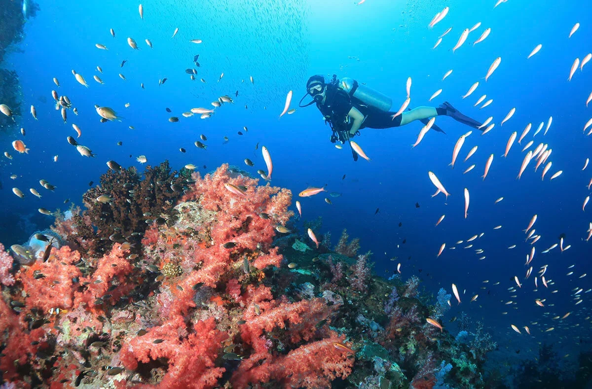 Phi Phi Island Diving Day Trip